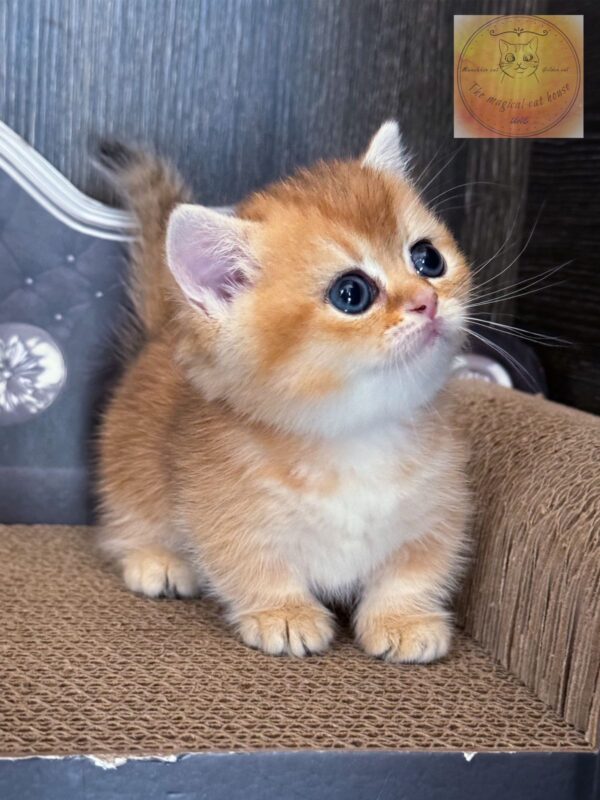 munchkin kitten shorthair ny11