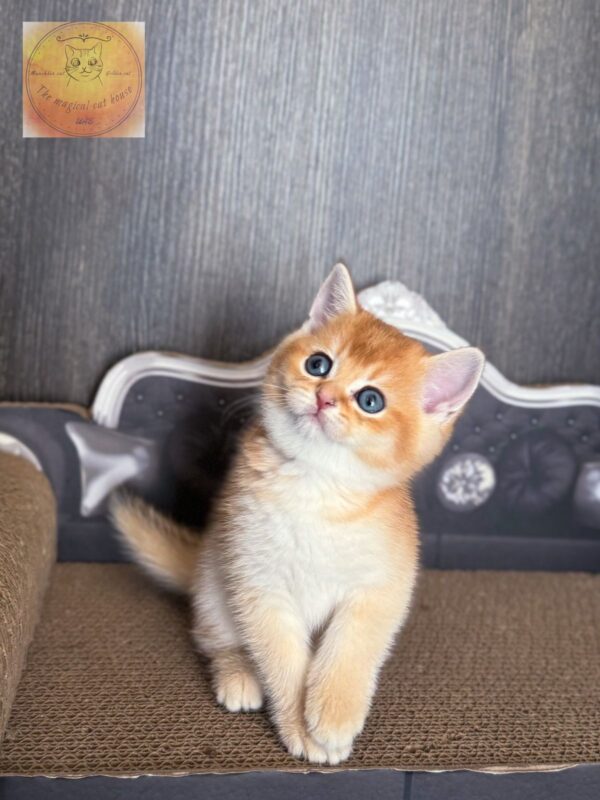 British kitten shorthair golden ny11