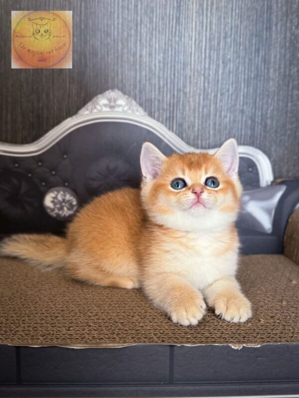 British kitten shorthair golden ny11 - Image 3