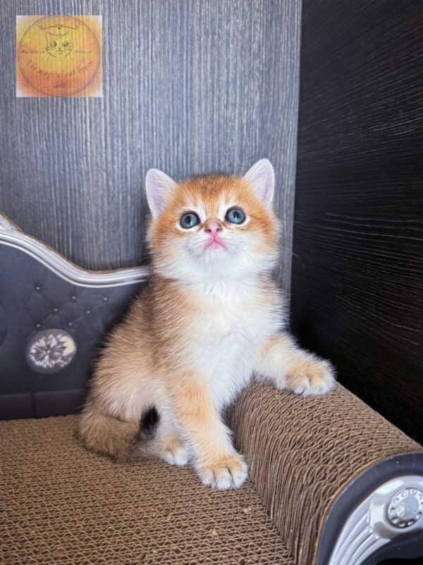 British kitten shorthair ny11