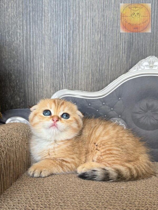 Scottish fold shorthair Ny24 pure breed (Registered WCF)