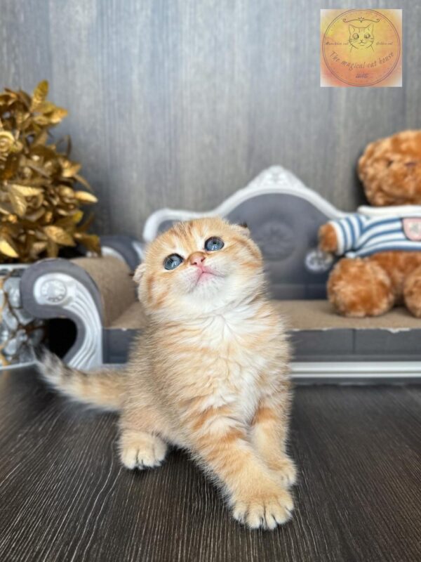 Scottish fold shorthair Ny24 pure breed (Registered WCF) - Image 3