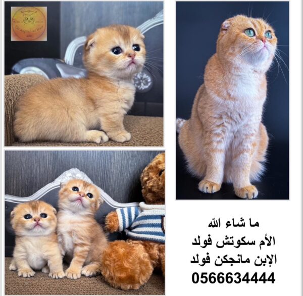 Munchkin boy (rug hugger) shorthair double fold ‏‎‏ Luxurious breed - Image 2