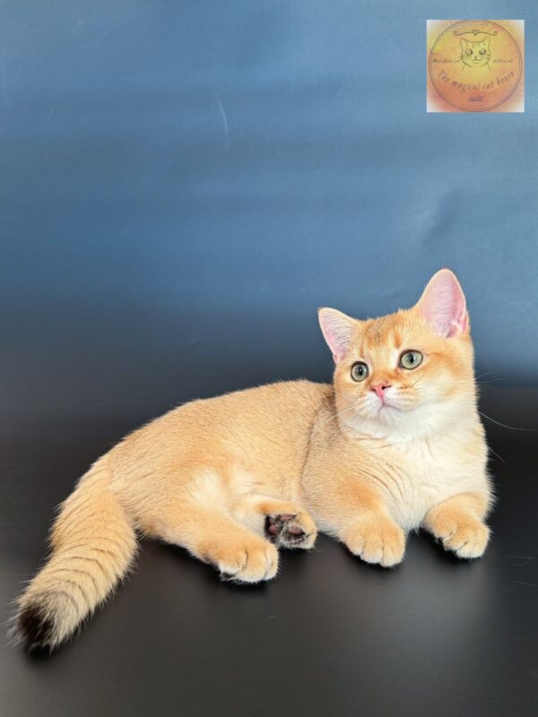 munchkin shorthair ny11 male - Image 3