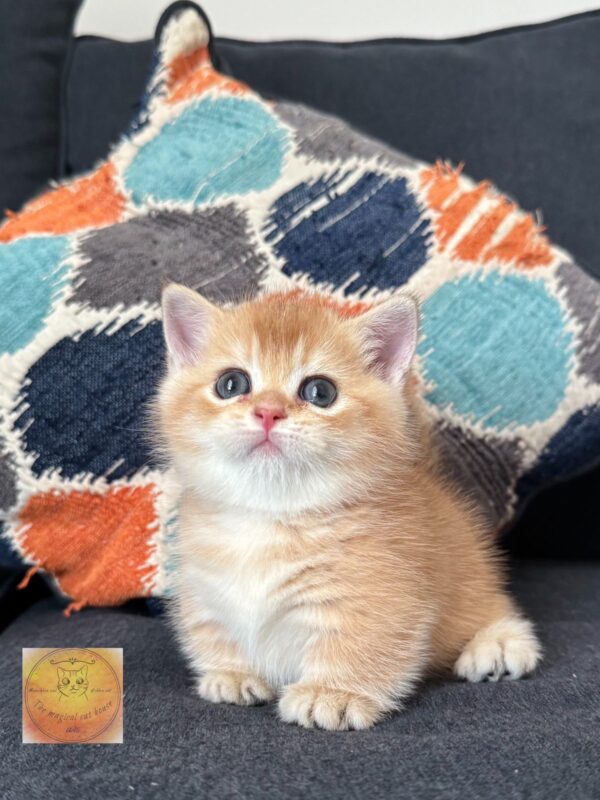 Munchkin boy (rug hugger) shorthair‏‎‏ Luxurious breed