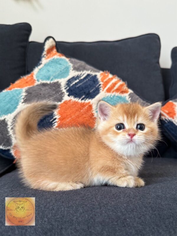 Munchkin boy (rug hugger) shorthair‏‎‏ Luxurious breed - Image 3